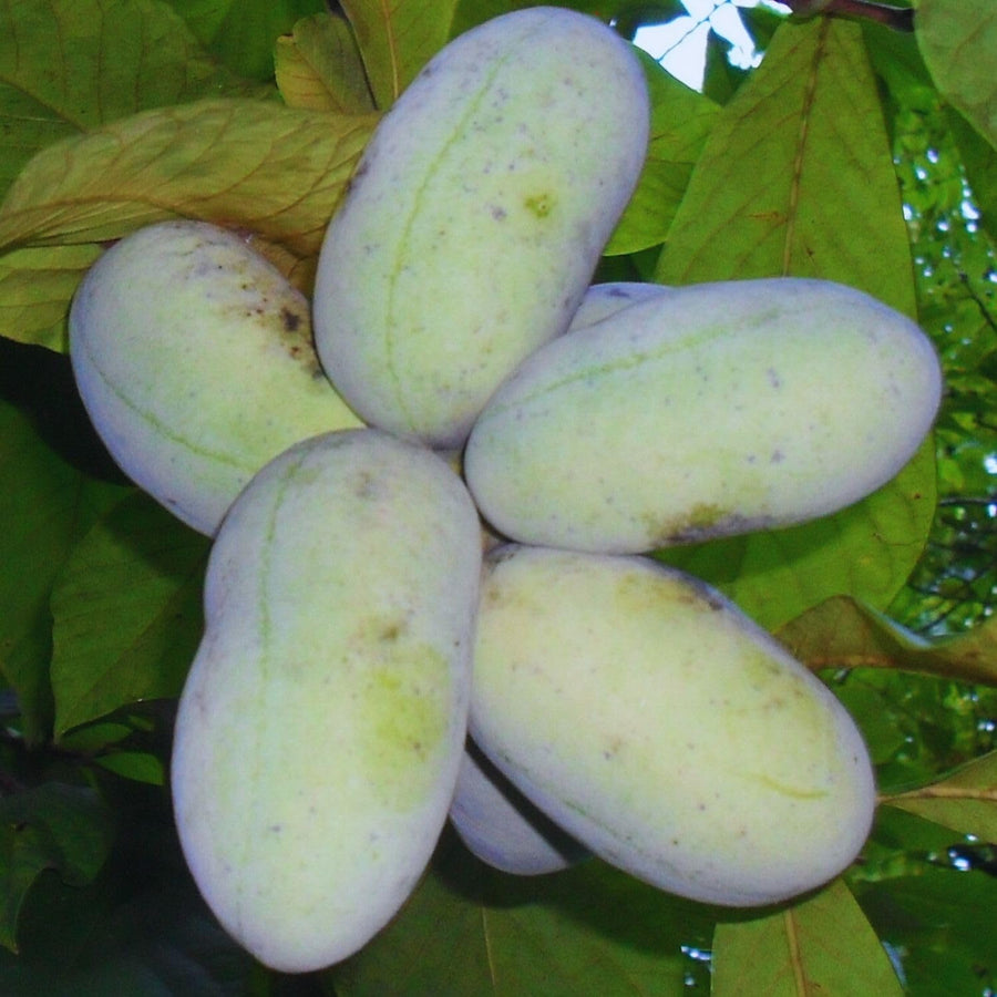 Pawpaw Tree Live Plant, Paw Paw Plant, 6 to 12 Inc, Cold Hardy Fruit Tree Home Orchards, Quart Pot