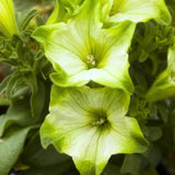 2 Petunia Live Plants, Pistachio Cream Petunia Flowers, Live Petunias Plants Outdoor Indoor, 5-9 Inch Tall
