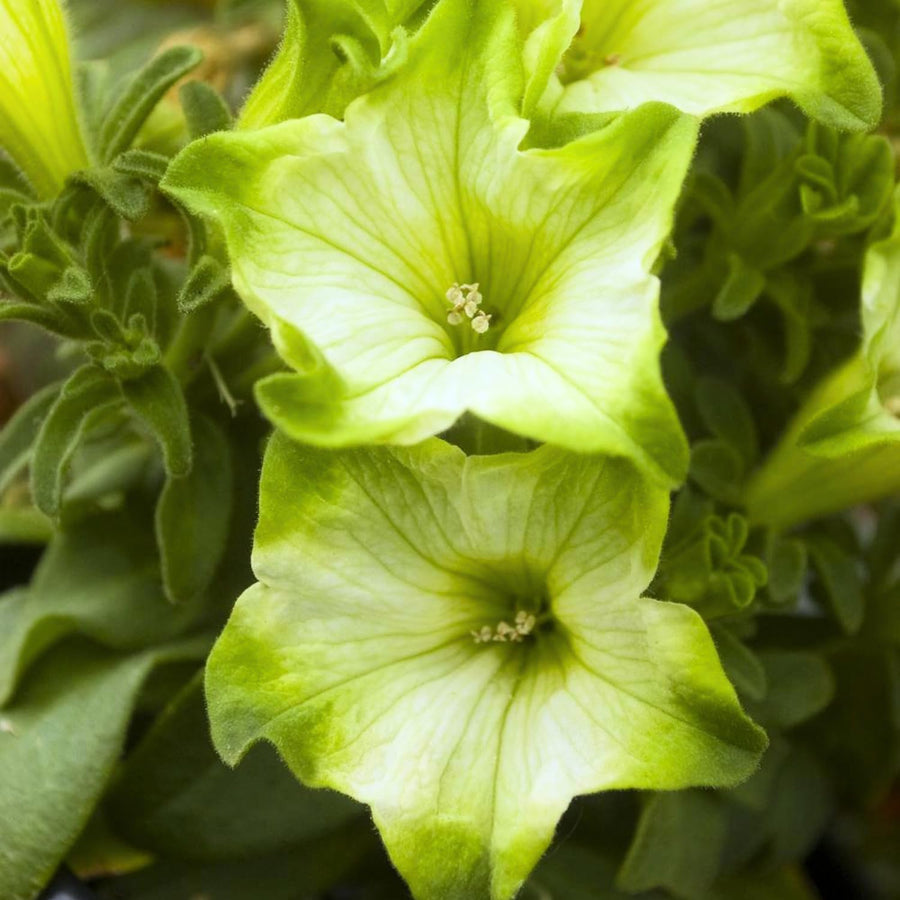 2 Petunia Live Plants, Pistachio Cream Petunia Flowers, Live Petunias Plants Outdoor Indoor, 5-9 Inch Tall