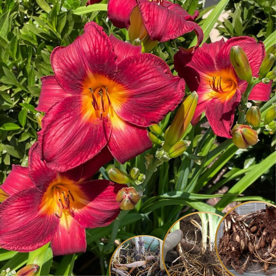 10 Red Daylily Roots, Hardy Perennial Flower for Garden Beds and Borders Planting, Easy Care, Ready to Grow