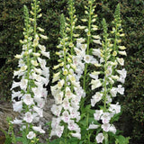 Set 6 White Foxglove Plants Live, in 3" Pots, Hardy Perennial Foxgloves Flowers for Outdoor Garden Planting