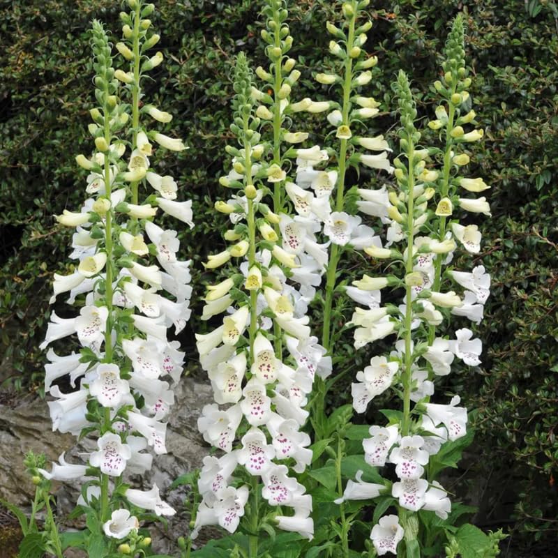 Set 6 White Foxglove Plants Live, in 3" Pots, Hardy Perennial Foxgloves Flowers for Outdoor Garden Planting