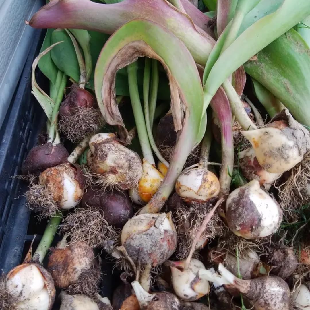 10 Mix Tulip and Daffodil Bulbs for Spring Planting, Coloful for Spring Bloom, Outdoor Planting