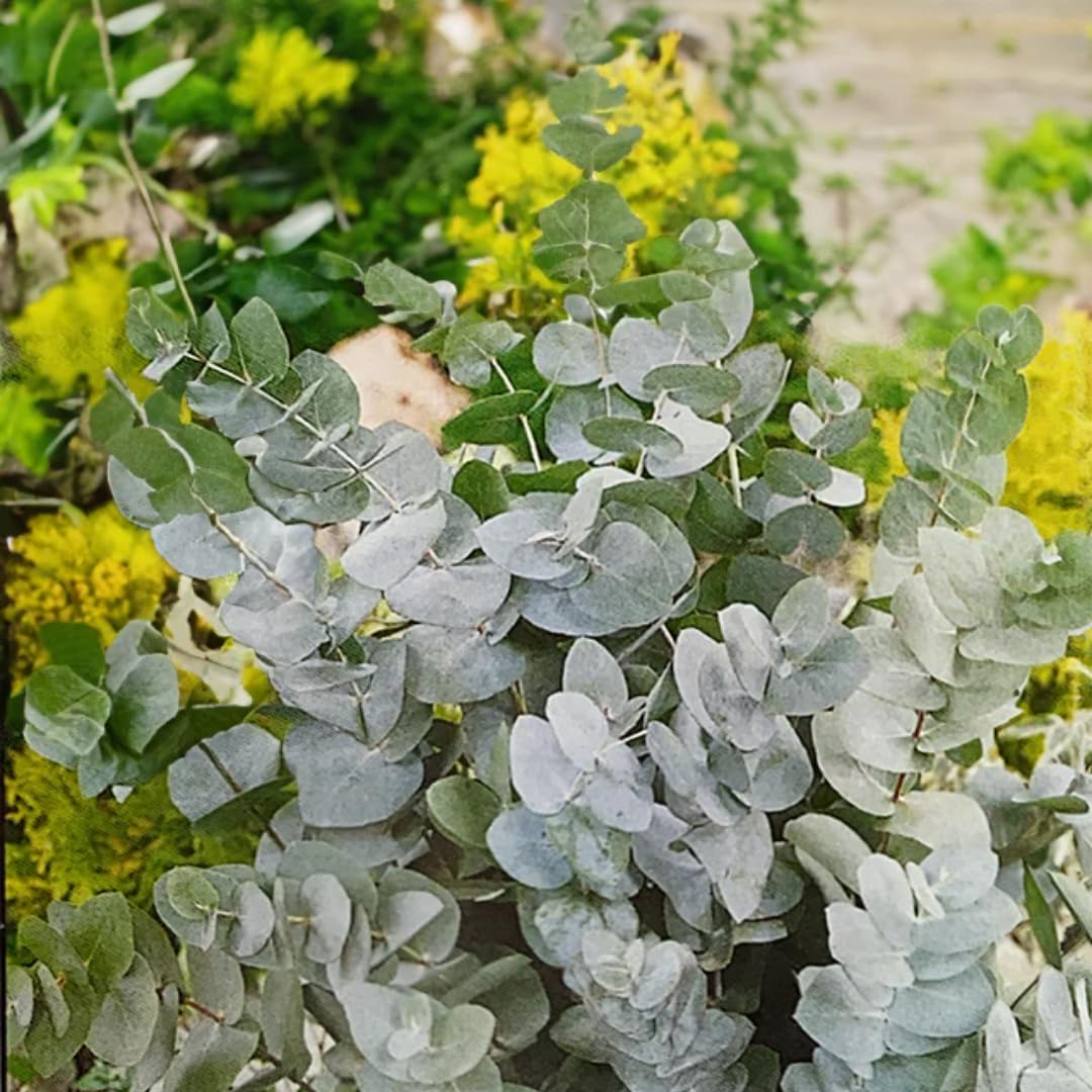 Eucalyptus Plant Live Tree in 2.5" Pot, Cold Hardy, Very Fragrant Foliage, Colorful, Ready to Grow Outdoor (Baby Blue)