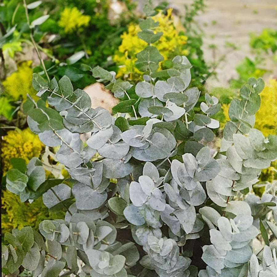 Eucalyptus Plant Live Tree in 2.5" Pot, Cold Hardy, Very Fragrant Foliage, Colorful, Ready to Grow Outdoor (Baby Blue)