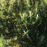100 Count Rosemary Seeds, Culinary Herb for Garden, Patio, and Indoor Growing