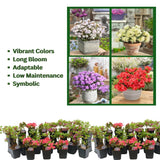 Live Red-Pink Azalea Plant, Cold Hardy Azalea Plant, Reblooming Flowering Azalea Shrub, Rhododendron Like, Azalea Bush for Outdoor Gardening