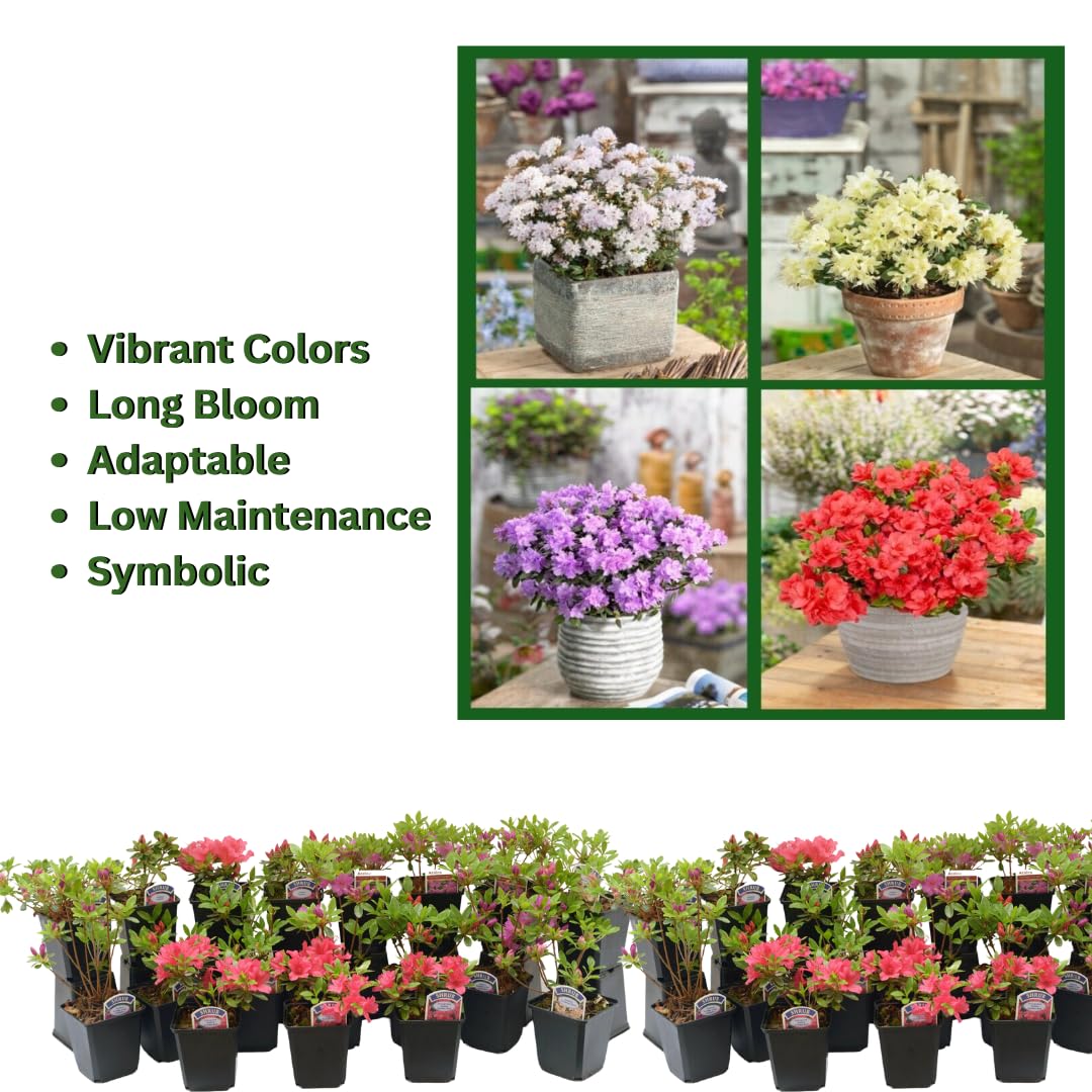Live Red-Pink Azalea Plant, Cold Hardy Azalea Plant, Reblooming Flowering Azalea Shrub, Rhododendron Like, Azalea Bush for Outdoor Gardening