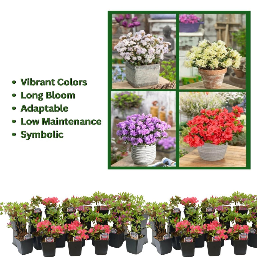 Live Red-Pink Azalea Plant, Cold Hardy Azalea Plant, Reblooming Flowering Azalea Shrub, Rhododendron Like, Azalea Bush for Outdoor Gardening