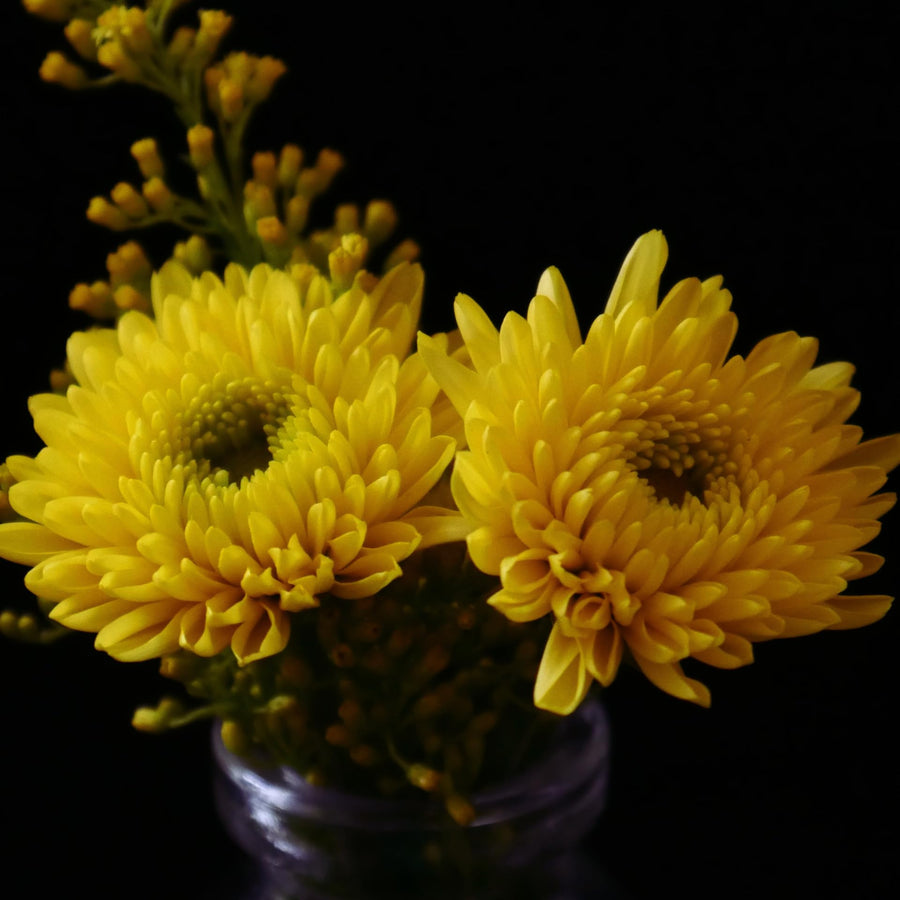 Chrysanthemum Plants Live Tree Well Rooted, 4 to 6 Inches Tall, Mums Plants Live, 2 Plants for The Patio and Garden (Yellow)