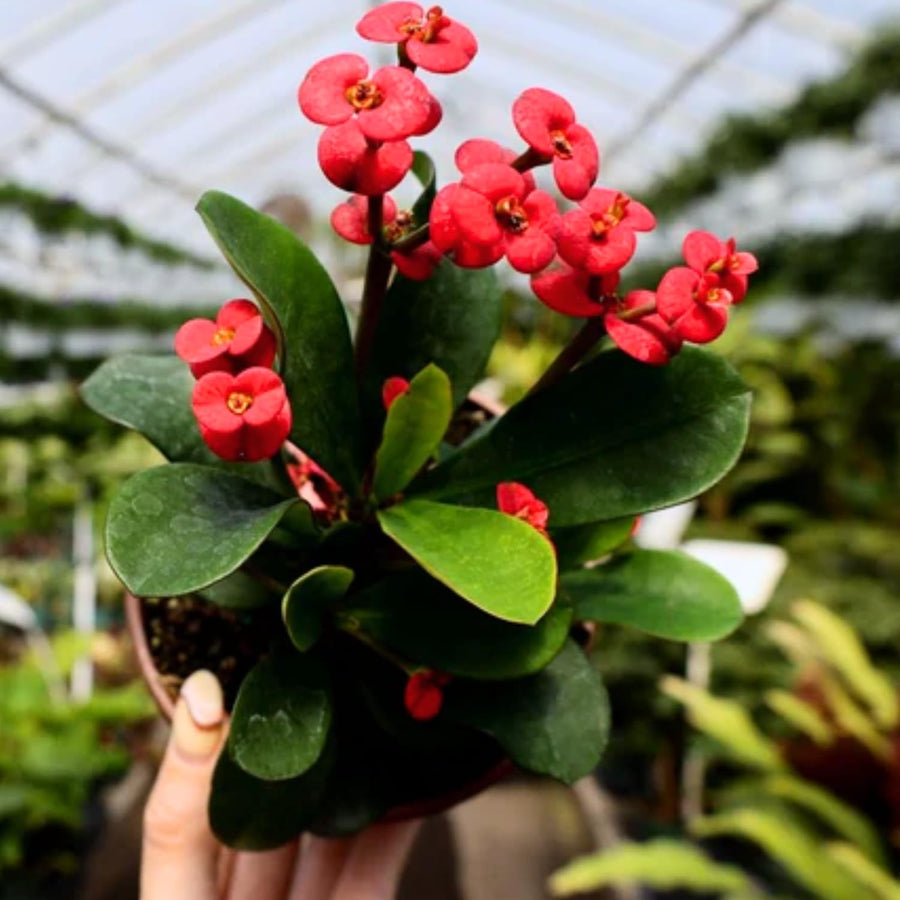 Red Crown of Thorns Plant Live, Euphorbia Milii Flowering Succulent Live Plant, 4 Inch Pot, Large Blooms