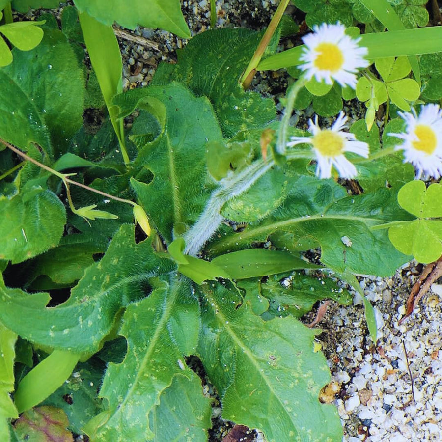 White Yellow Daisy Plant Live, Daisy Flower Plants Live Gardening, 6 Inc Potted