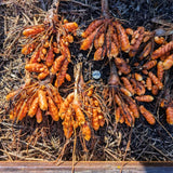 Set 10 Turmeric Root, Fresh Yellow Turmeric Roots, Curcuma Longa Ginger Roots for Planting or Culinary, Suited for Zones 8 to 11