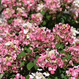 Fire Hydrangea Plant Live, in Quart Pot, 8-14" Tall Cold Hardy Hydrangea Flowering Shrub, Color Changing Flower