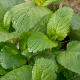 Lemon Balm Plant, Fragrant Herb, 5-8 Inches Tall, Ready for Planting