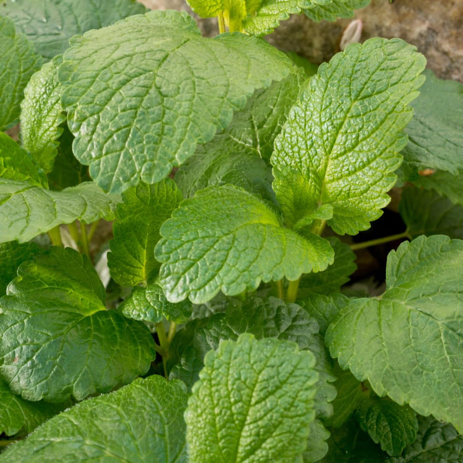 Lemon Balm Plant, Fragrant Herb, 5-8 Inches Tall, Ready for Planting