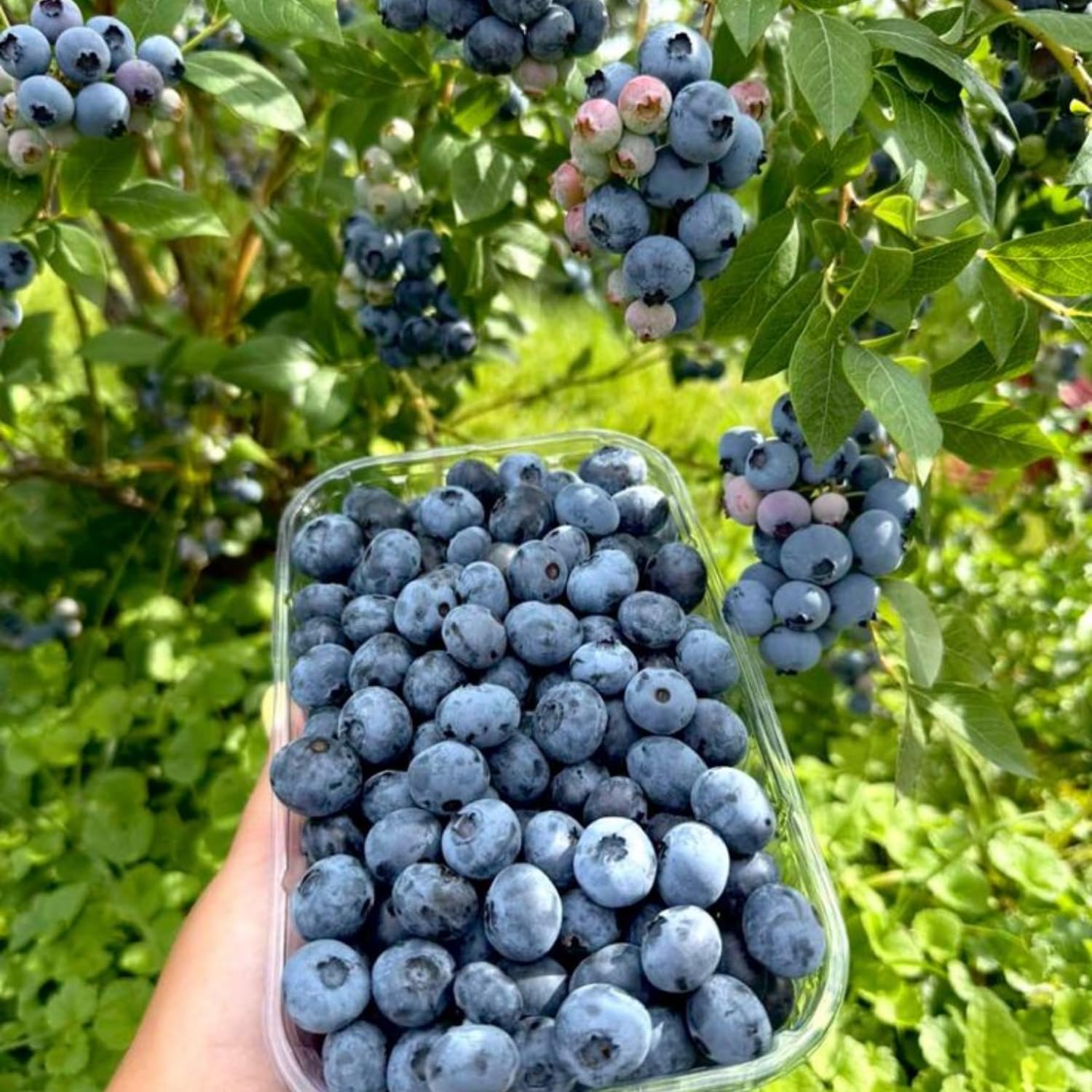 Blueberry Bushes Live Plant, Sweet Blueberry Fruit Tree 2-2.5 Ft Tall, Edible Fruit Bearing Tree for Container and Garden Growing