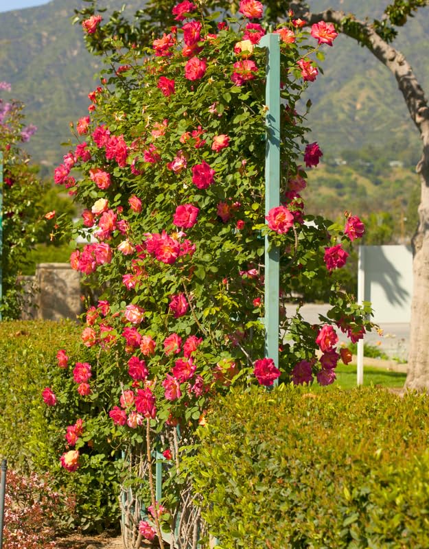 Yellow Orange Climbing Rose Live Plant, Fragrant Climber Rose for Garden, Hybrid Tea Roses Bushes, Establish Root, Cut Back