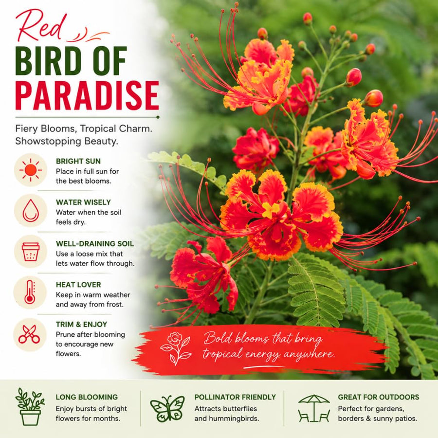 Red Mexican Bird of Paradise Plant Live, 5-6'' Tall, Red Pride of Barbados Tree, Bird of Paradise for Outdoor Planting, Well-Rooted
