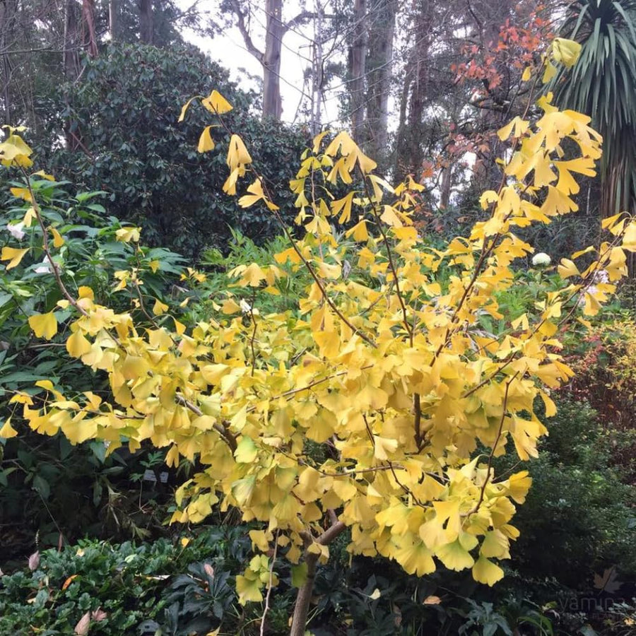 Ginkgo Tree Live Plant, 8 Inches Tall in 4 Inch Pot, Hardy Ornamental Tree for Outdoor Planting