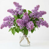 Live Common Lilac Plant, Purple Syringa Flower Plant in 4 Inch Pot, 6-12 Inch Tall Flowering Shrub, Fragrant Spring Garden Plant