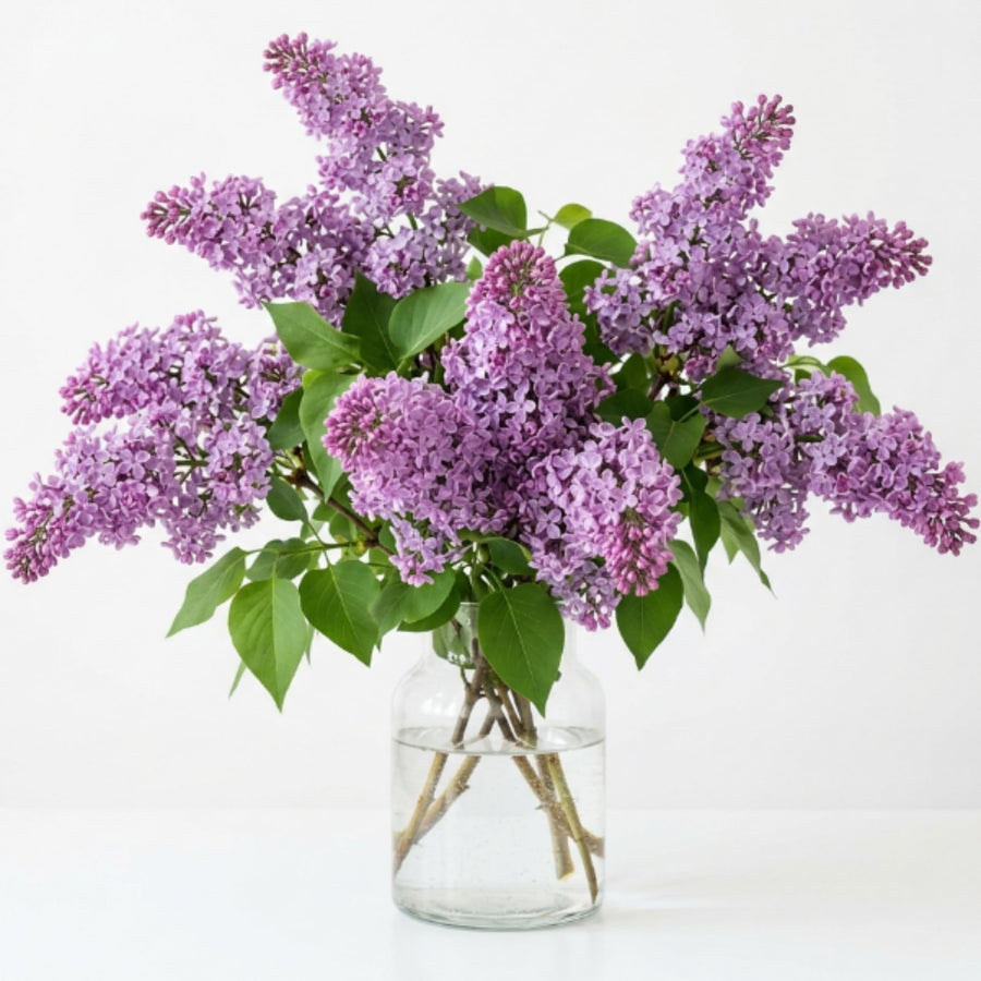 Live Common Lilac Plant, Purple Syringa Flower Plant in 4 Inch Pot, 6-12 Inch Tall Flowering Shrub, Fragrant Spring Garden Plant