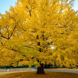 Pack 2 Ginkgo Tree Plant, Ginkgo Biloba, 6-12 Inch Tall Plant in Quart Pot, Hardy Ornamental Landscape Trees for Planting Outdoor