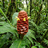 2 Awapuhi Shampoo Ginger Live Plant, Zingiber Zerumbet Pinecone Ginger Lily, 3-5 Inch Tall, Rooted Live Plant for Outdoor Planting