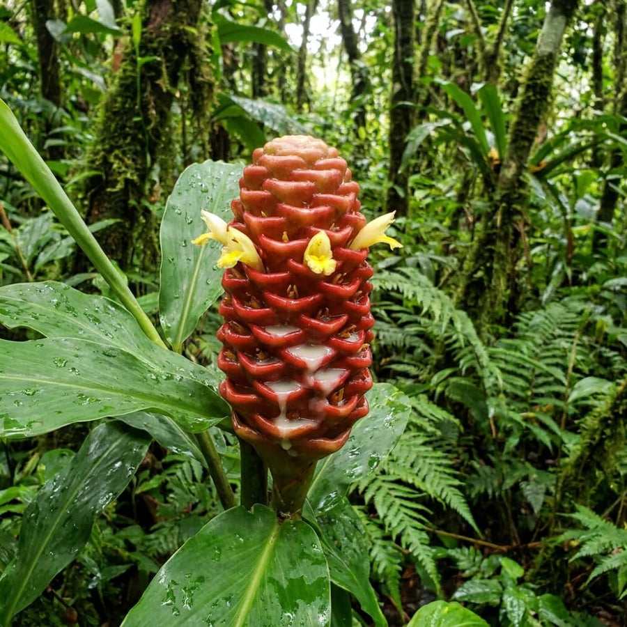 2 Awapuhi Shampoo Ginger Live Plant, Zingiber Zerumbet Pinecone Ginger Lily, 3-5 Inch Tall, Rooted Live Plant for Outdoor Planting