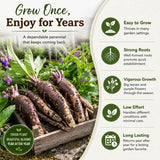 10 Comfrey Roots, Bocking 14 Live Roots Cuttings, Perennial Herb Plants for Garden, Fast Growing, High Yield Comfrey Cutting