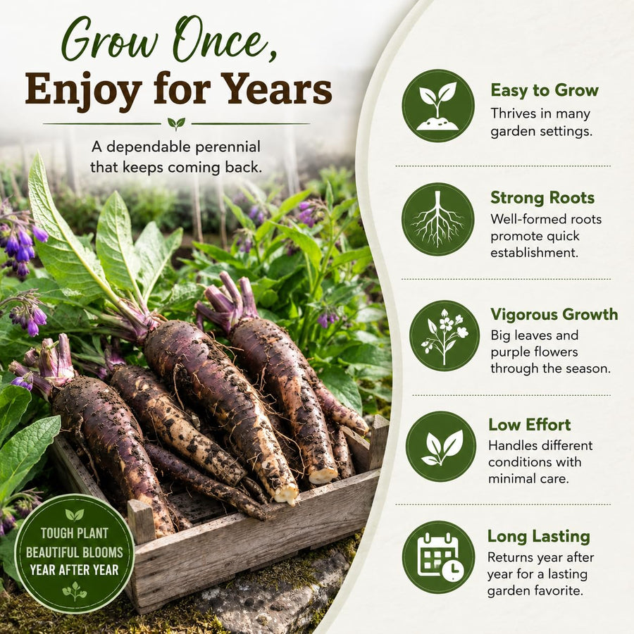 10 Comfrey Roots, Bocking 14 Live Roots Cuttings, Perennial Herb Plants for Garden, Fast Growing, High Yield Comfrey Cutting