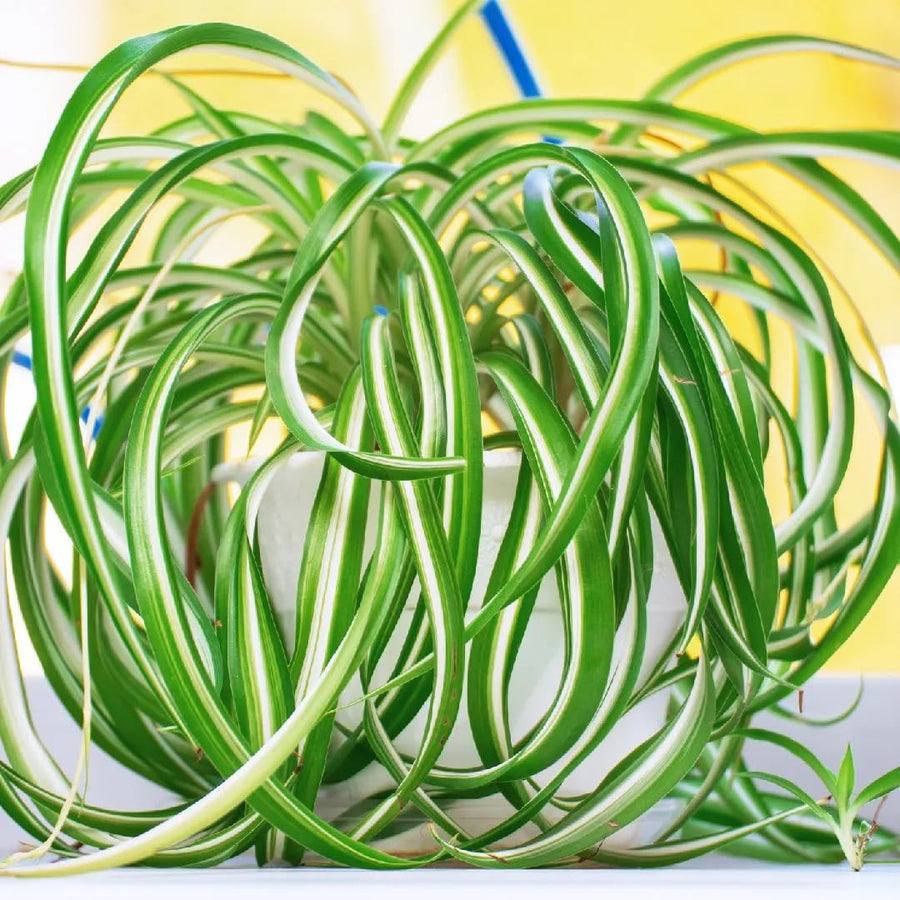 Curly Spider Plant Live, Airplane Houseplant Ready to Grow Indoors or Outdoors in 4" Pot
