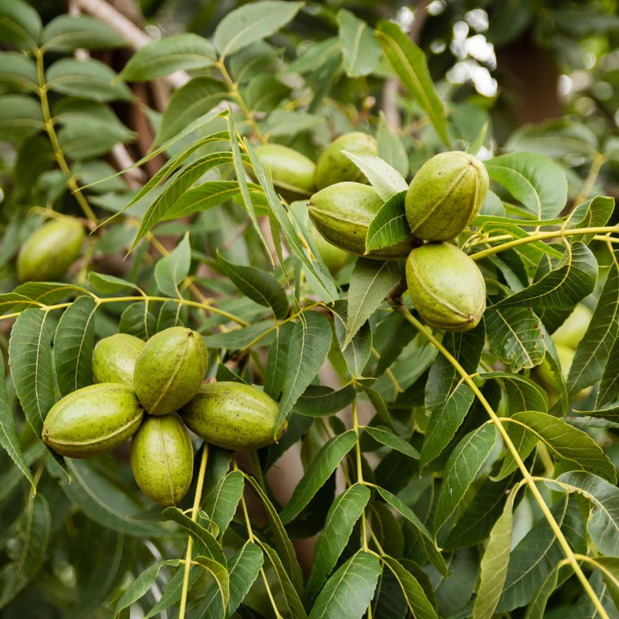 Set 2 Pecan Tree Live Plant for Planting, Edible Nut Tree, 10-12 Inches Tall, Dormant, Bare Roots, Pecan Tree Seedling for Outdoor Garden