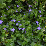 Set 50 Vinca Ground Cover Plants, Vinca Periwinkle Plants, 6-10 Inches Tall, Periwinkle Plant Live for Planting, Ideal for Indoor Outdoor Garden