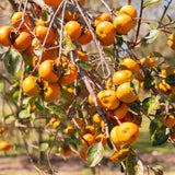 2 High Yield Persimmon Trees Live Fruit Plants, Dormant, 6-12" Cold Hardy for Outdoor Planting, No Leaf, Sweet American Persimmon Tree