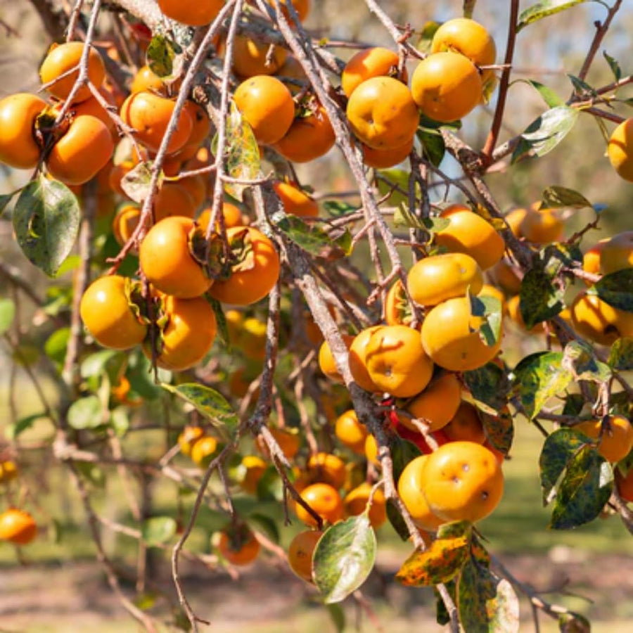 2 High Yield Persimmon Trees Live Fruit Plants, Dormant, 6-12" Cold Hardy for Outdoor Planting, No Leaf, Sweet American Persimmon Tree