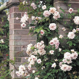 Rose Live Plant, Climbing Roses Plant Live, 5 to 8" Tall, 5 Months Old Fragrant Climber Plant for Planting, No Leaf, Trim Back, Well Rooted, Bare Root (Vibrant Light Pink)