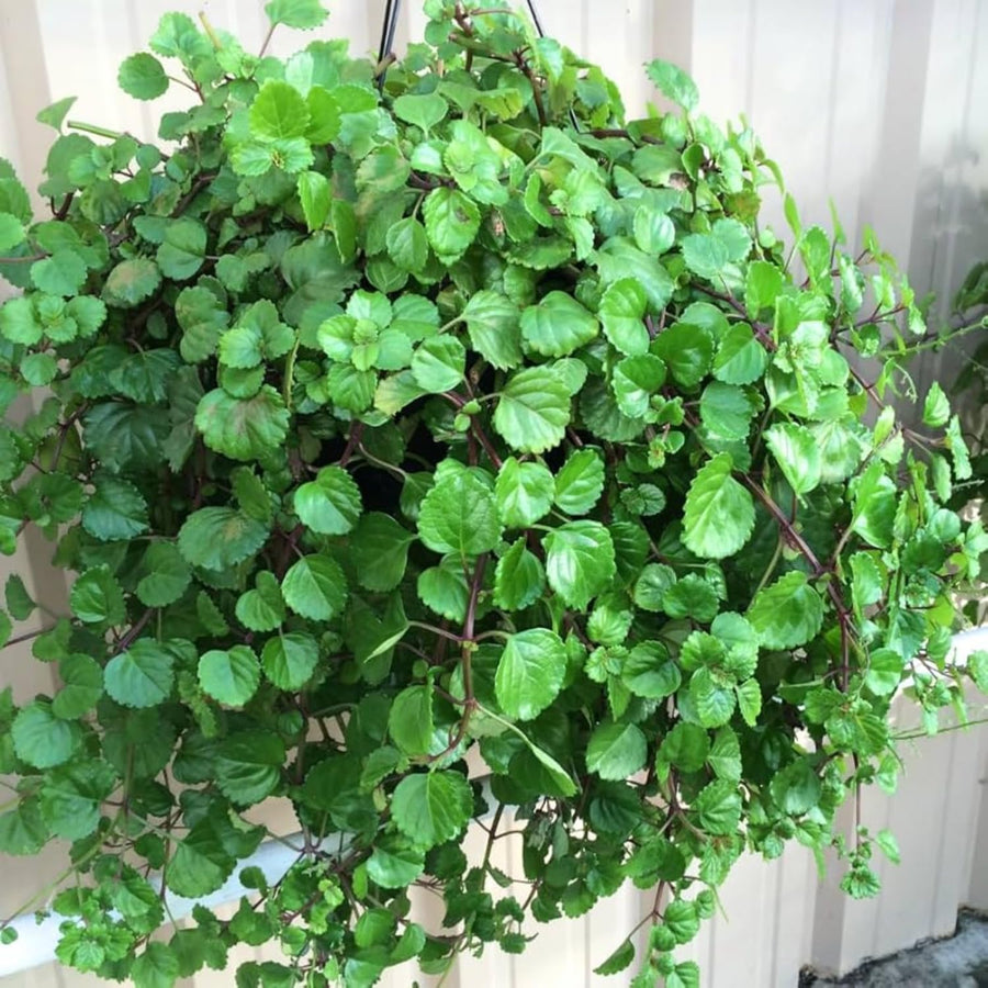 2 Green Swedish Ivy Plants Live for Planting - in 2 Inch Pot - Swedish Ivy Mint Seedlings 5" Tall