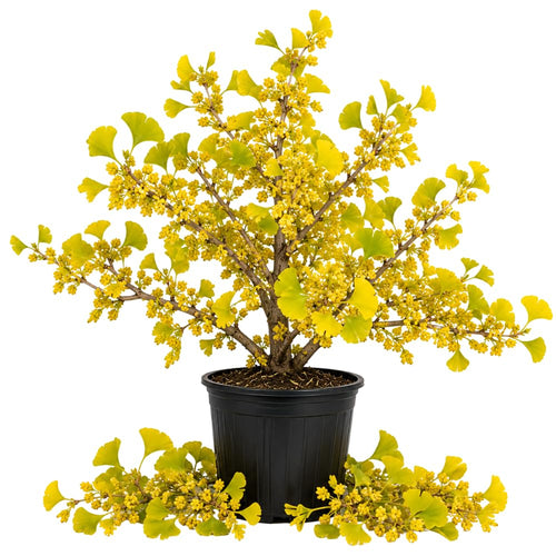 Ginkgo Tree Live Plant, Yellow Leaves, Hardy Ginkgo Tree, 8-10" Tall in Quart Pot for Planting