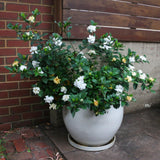 Gardenia Plant Live, Fragrant White Blooms, Jasmine Gardenia Plant, 5-7 Inches Tall in 3.5'' Pot, Jasmine Flower for Indoor Outdoor Growing