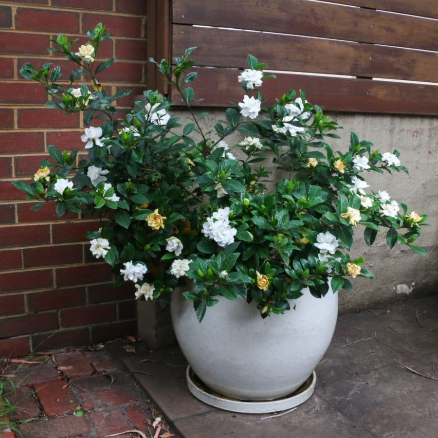 Gardenia Plant Live, Fragrant White Blooms, Jasmine Gardenia Plant, 5-7 Inches Tall in 3.5'' Pot, Jasmine Flower for Indoor Outdoor Growing