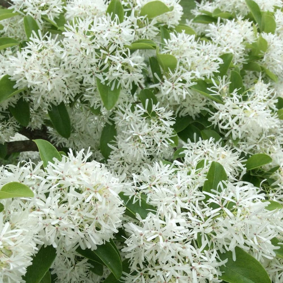 White Fringe Tree Live Plant 8-10 Inches Tall, in Quart Pot, White Fringe Plant Ornamental Shrub for Garden and Yard, Dormant in Winter