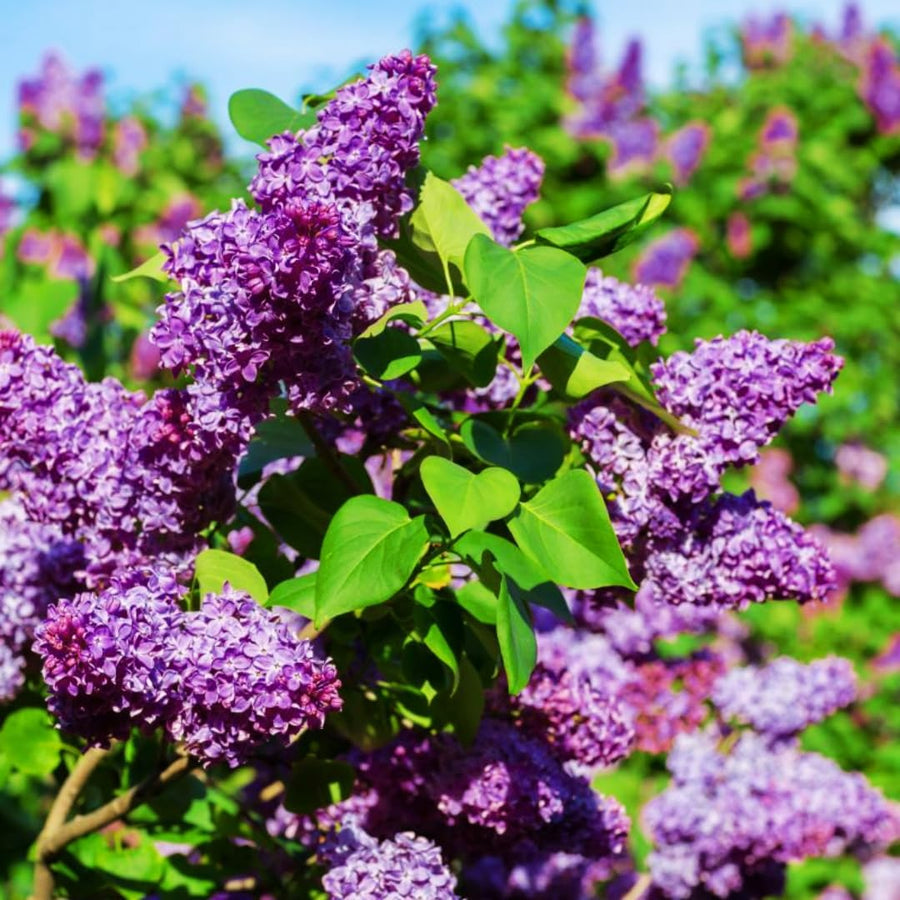 Common Lilac Bush Tree Live Plant 8-12 Inches Tall, Well Rooted Shrub in Quart Pot, Fragrant Spring Flowering Outdoor Plant (Purple Lilac)