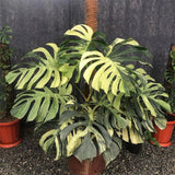 Thai Constellation Philodendron Live Plants, Philodendrons Plants Size 5-9 Inc for Indoor Houseplant Décor, Ornamental Tropical Well-Rooted