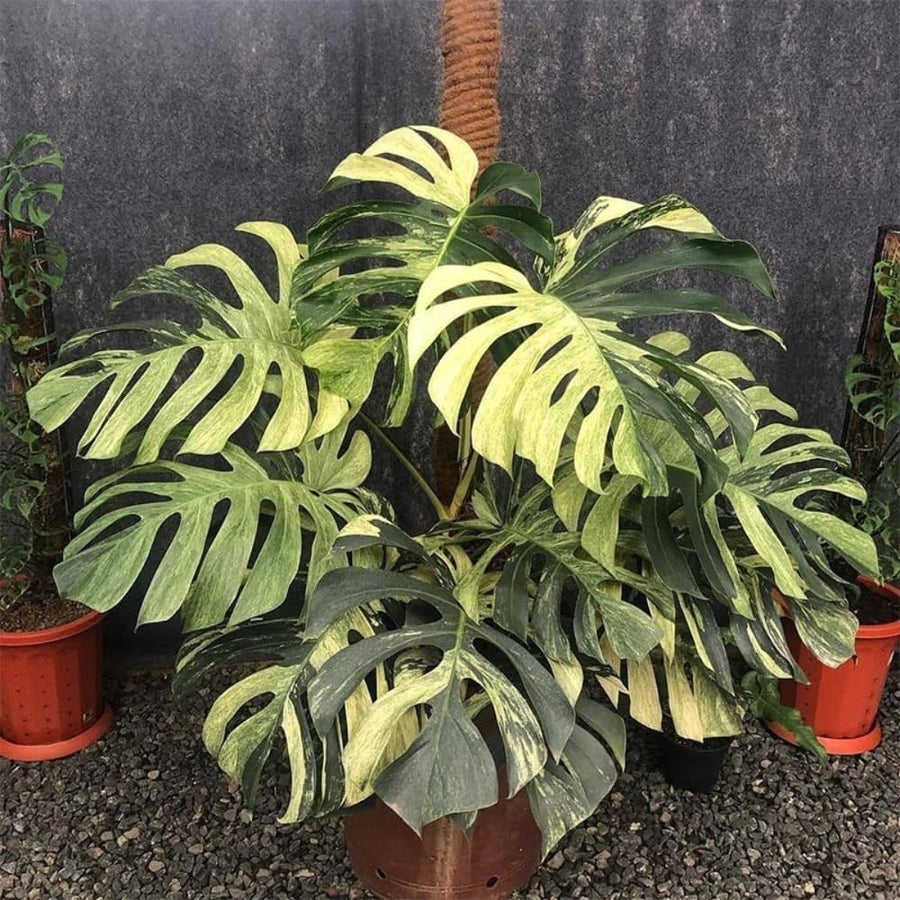Thai Constellation Philodendron Live Plants, Philodendrons Plants Size 5-9 Inc for Indoor Houseplant Décor, Ornamental Tropical Well-Rooted