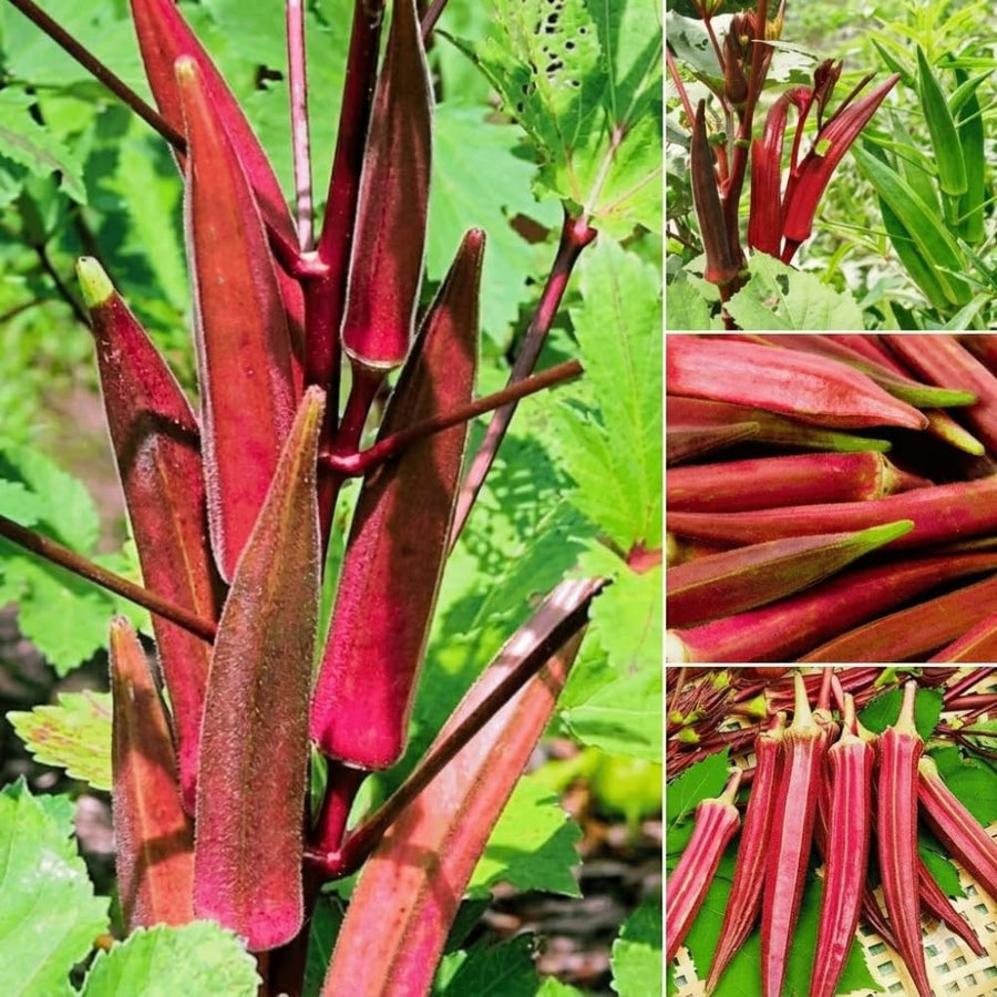 2 Red Okra Plants, 4-8 Inc Tall, Okra Plants Live for Planting, Live Vegetable Plant, Fast-Growing and Well-Rooted