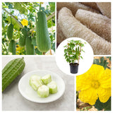 Loofah Plant Live, Luffa Plant Live, Luffa Live Plant, 4-8 Inc Tall, Well Rooted, Climbing Vegetable Vine for Outdoor Growing