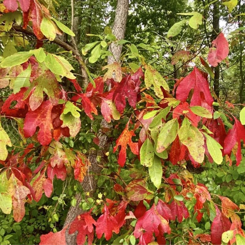 Set of 2 Sassafras Live Trees, 12–18" Tall, Bare Root, Common Sassafras Seedling Trees Well-Rooted for Outdoor Garden Growing