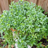Live Mint Plant in 3.5'' Pot, Herb Plants for Planting Indoor Outdoor, Fragrant, Hardy, Perennial Herbs (Peppermint)