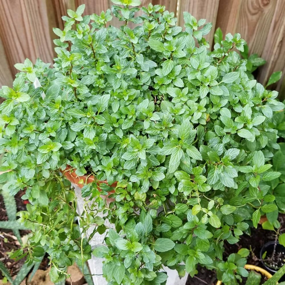 Live Mint Plant in 3.5'' Pot, Herb Plants for Planting Indoor Outdoor, Fragrant, Hardy, Perennial Herbs (Peppermint)